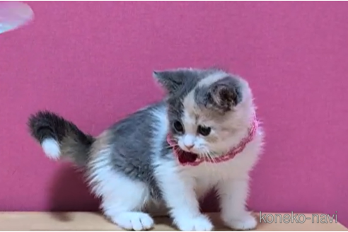 成約済の東京都のスコティッシュフォールド-100750の4枚目